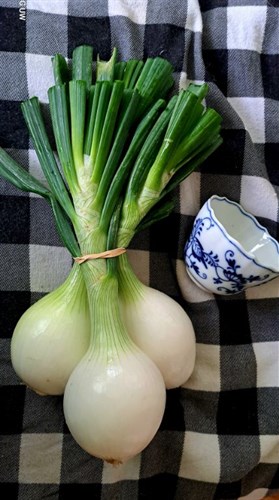 Spring onions