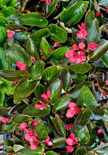 Plant, 'Angel Wing Begonia"