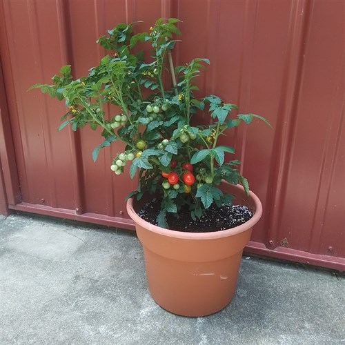 Plant,Tomato