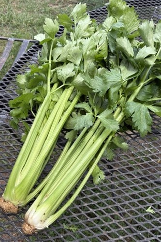 Celery