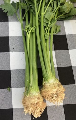 Celeriac