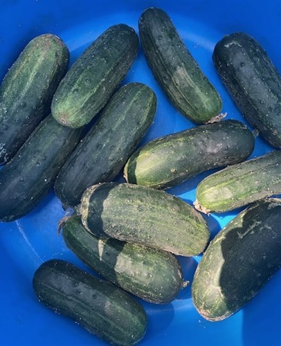 Mini Cucumbers