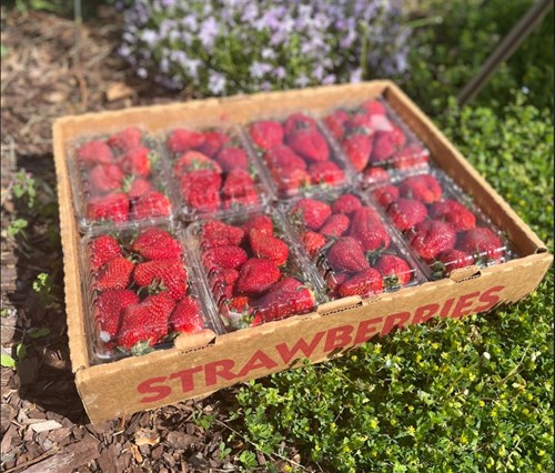 Strawberries