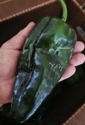 Pepper, 'Pablano'
