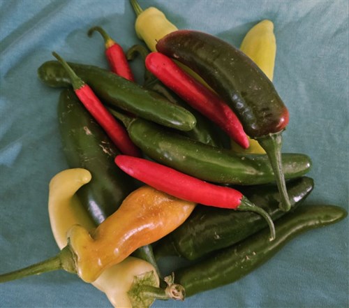 Peppers, Hot
