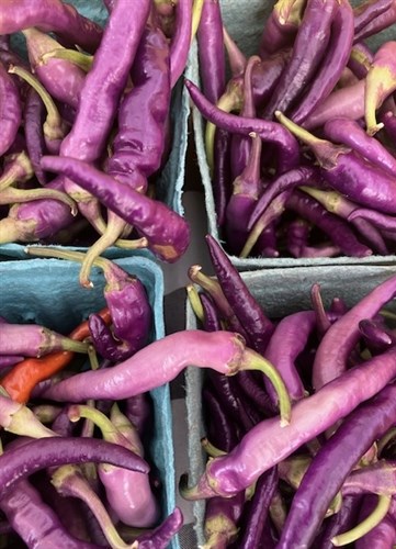 Purple Buena Mulata Pepper