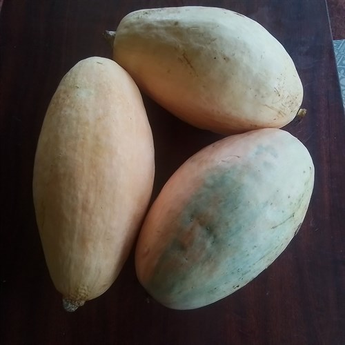 Squash, winter