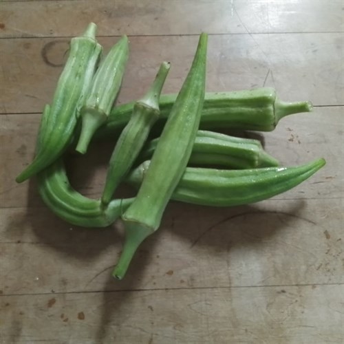 Okra