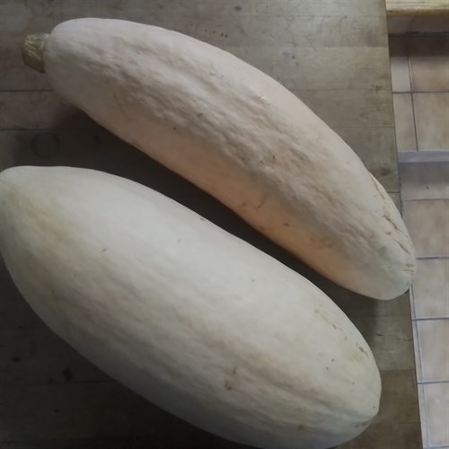 Squash,winter