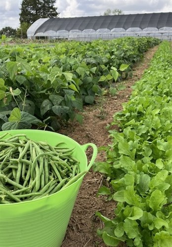 Liberty Tree Farm-Seasons Bounty Bag