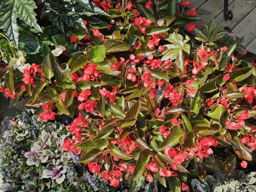 Plant, 'Angel Wing Begonia"