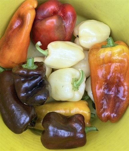 Mixed Bell Peppers