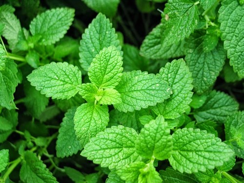 Spearmint