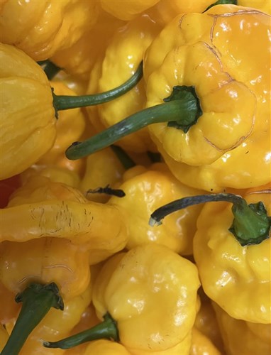 Scotch Bonnet Peppers