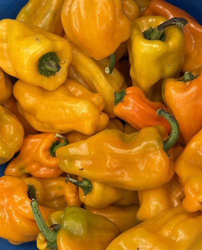 Petit Marseilles Pepper