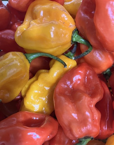 Habanero Peppers