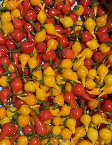 Biquinho Peppers
