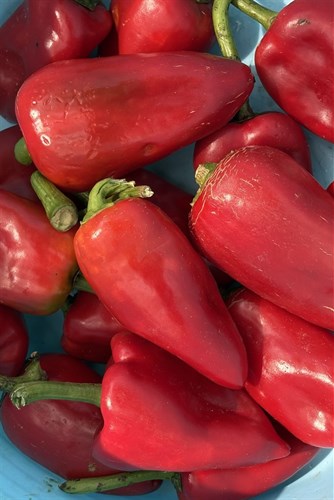 Piquillo Peppers