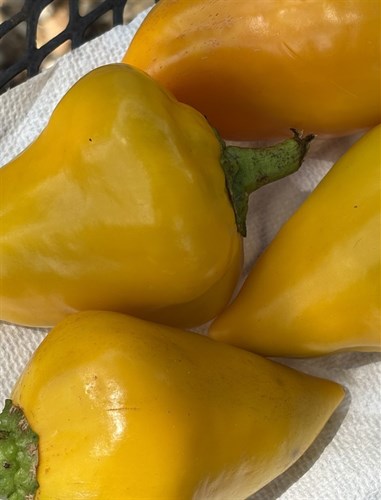 Ukrainian Orange Lesya Peppers