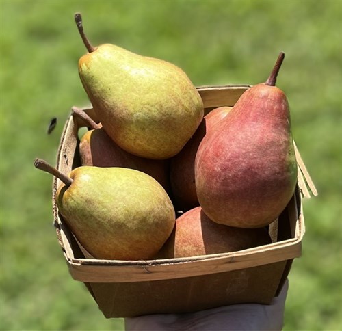 Pears: Red Bartlett