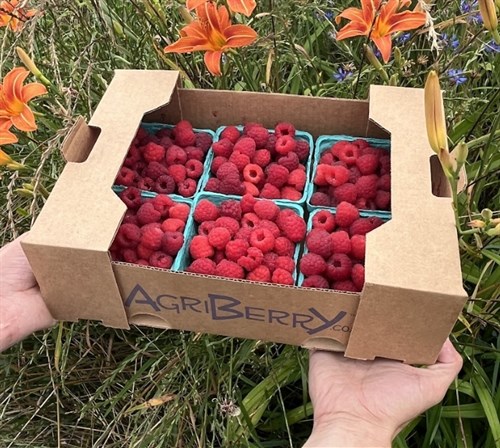 Red Raspberries