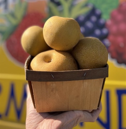 Asian Pears