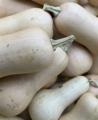 Butternut Squash
