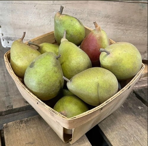 Pear: Seckel
