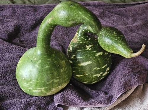 Gourds
