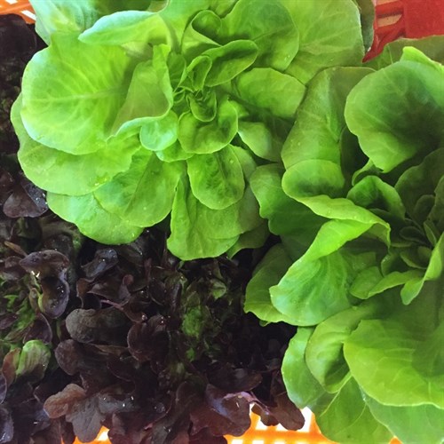Lettuce, assorted whole heads
