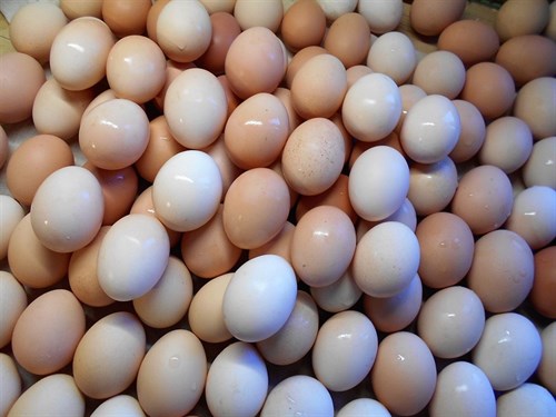 Donate Eggs from Thistldowne Farm
