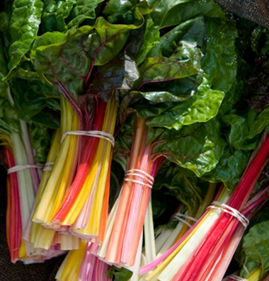 Swiss Chard  Rainbow Lights Variety