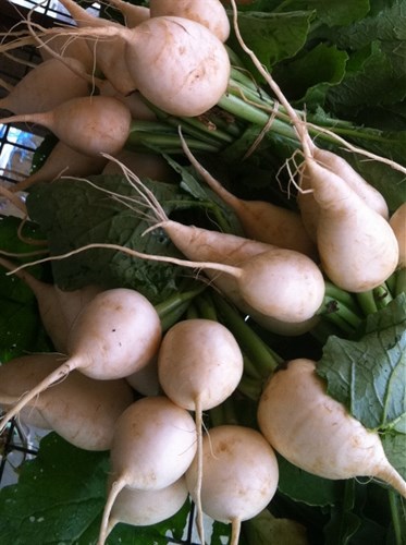 White salad turnips