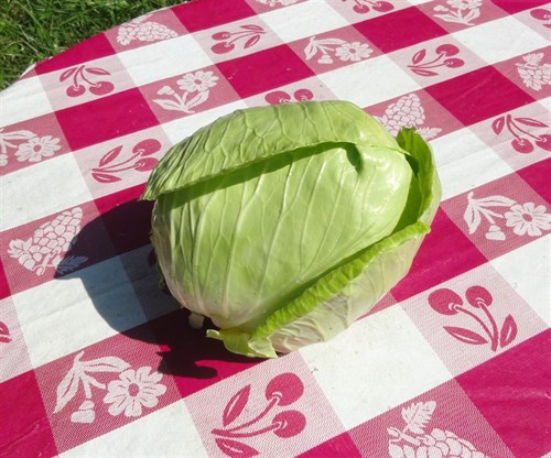 Cabbage