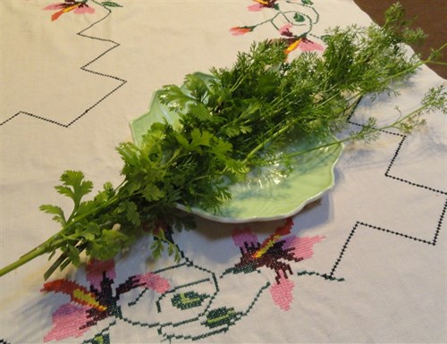 Cilantro
