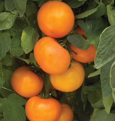 Slicing tomato golden tomato