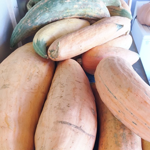 Candy Roaster Squash