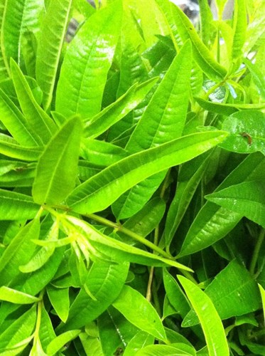 Lemon verbena