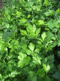 Parsley, Italian