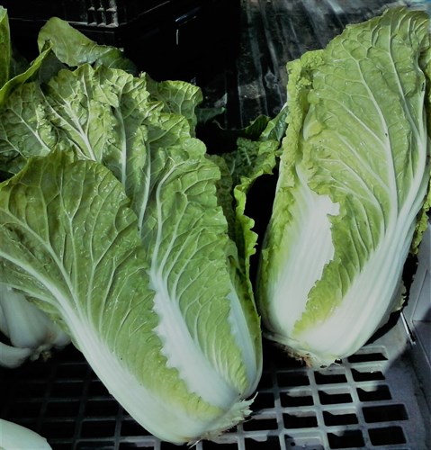 Cabbage, Chinese Napa