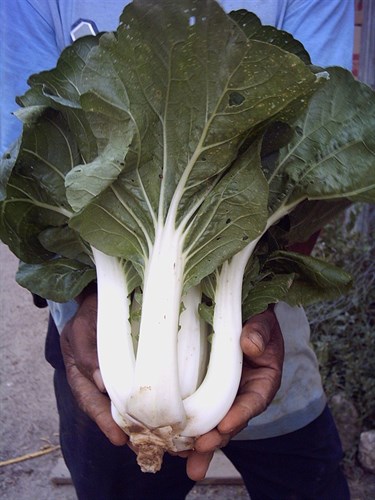 Pac Choi