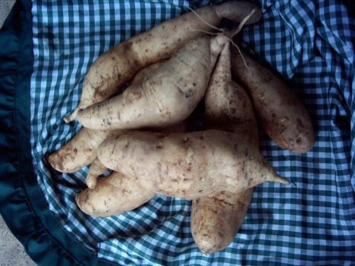 Sweet Potatoes, White