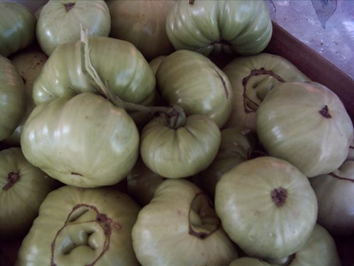 Tomatoes, Green