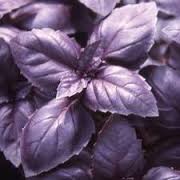 Plants, Herb 'Amethyst Basil'