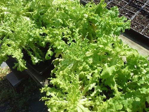Loose leaf lettuce