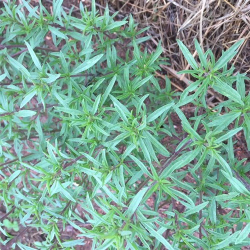 Summer savory