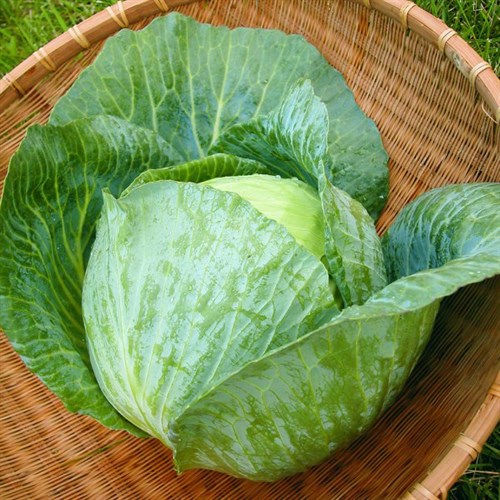 Cabbage green ball