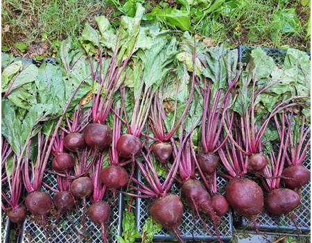 Detroit Dark Red Beets