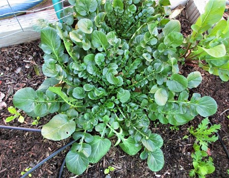 Upland cress or "creasy greens"