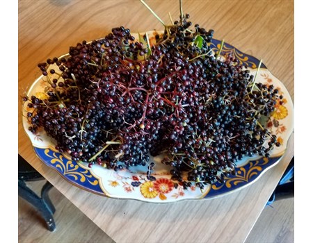 Elderberries